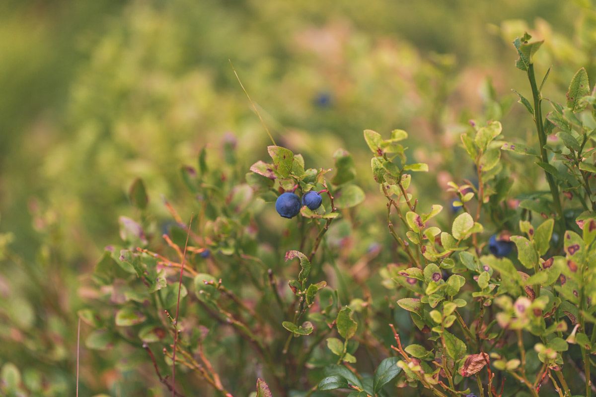 bryllup oslo fotograph norway