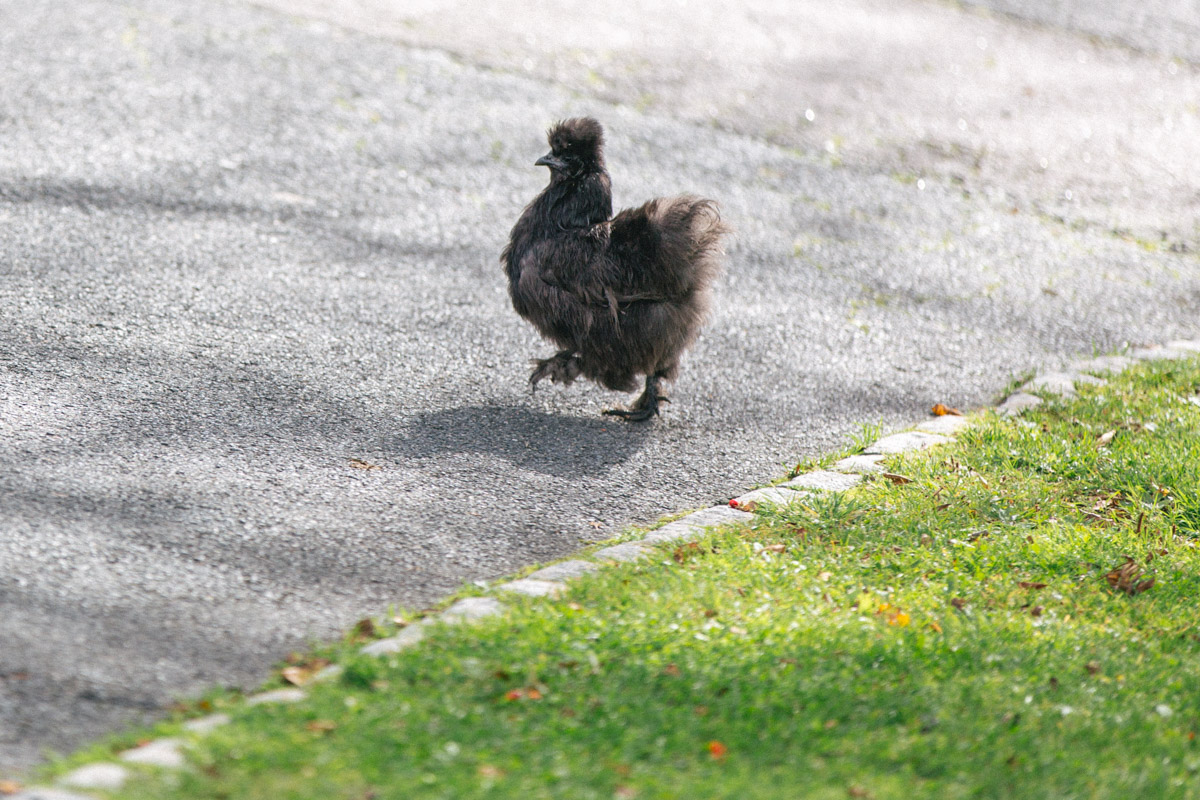 bryllup oslo fotograph norway