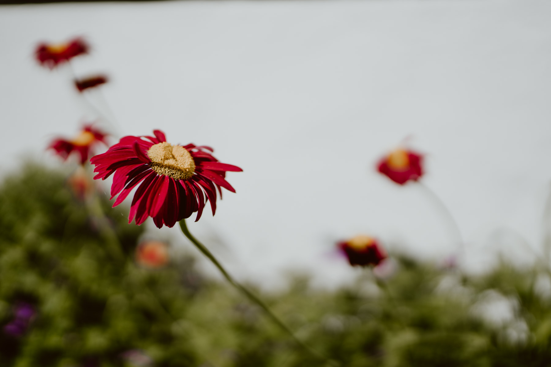 bryllup oslo fotograph norway