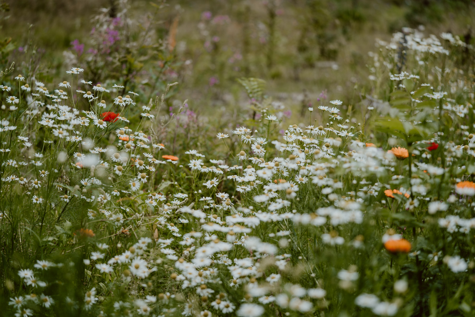 bryllup oslo fotograph norway