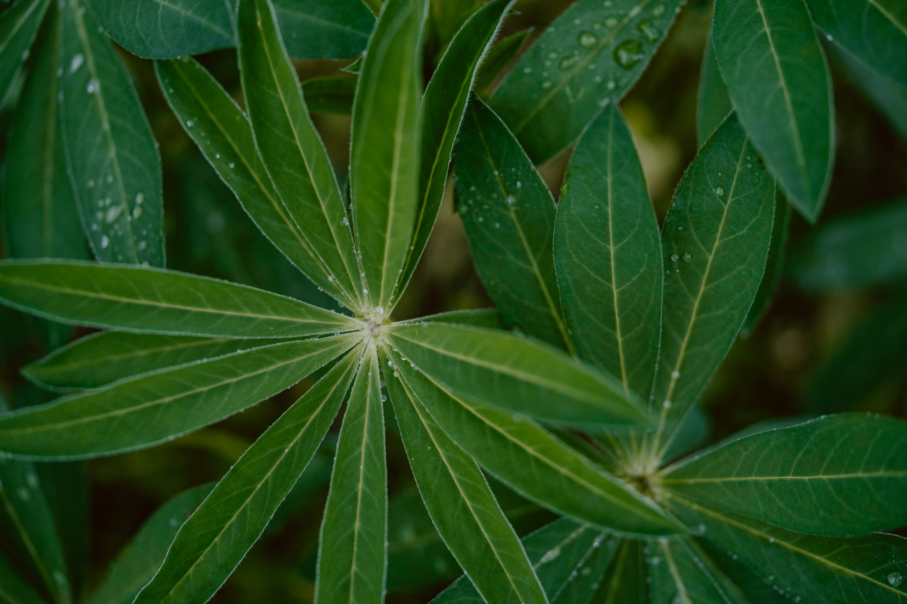 bryllup oslo fotograph norway